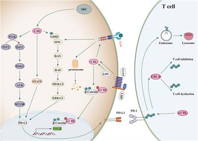 The role of CBL family ubiquitin ligases in cancer progression and therapeutic strategies